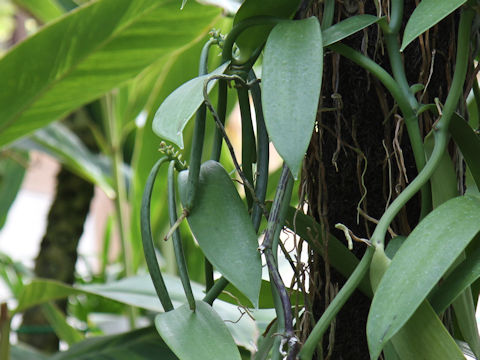 Vanilla fragrans