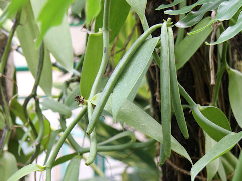 Vanilla fragrans