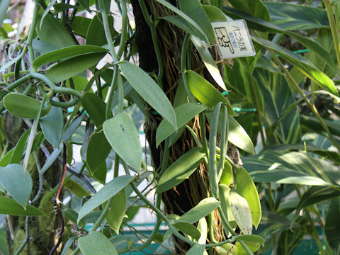 Vanilla fragrans