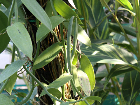 Vanilla fragrans