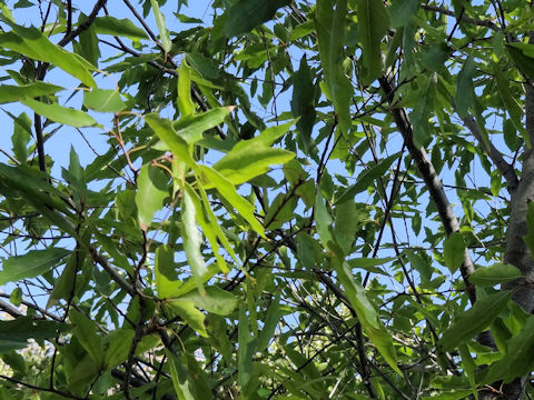 Quercus pungens var. vaseyana