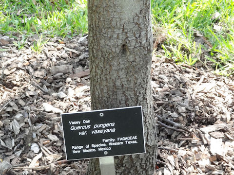 Quercus pungens var. vaseyana