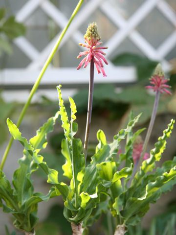 Veltheimia capensis