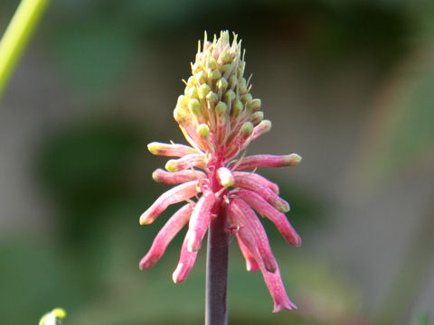 Veltheimia capensis