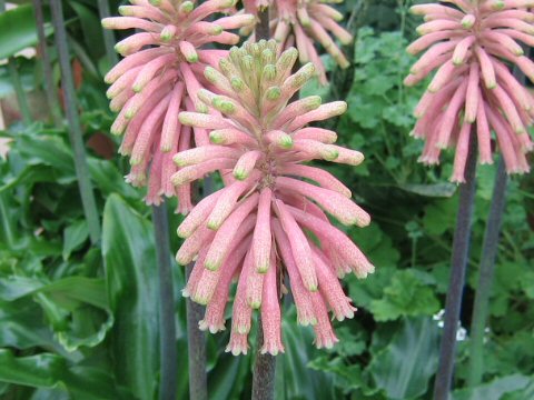 Veltheimia capensis