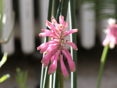 Veltheimia capensis