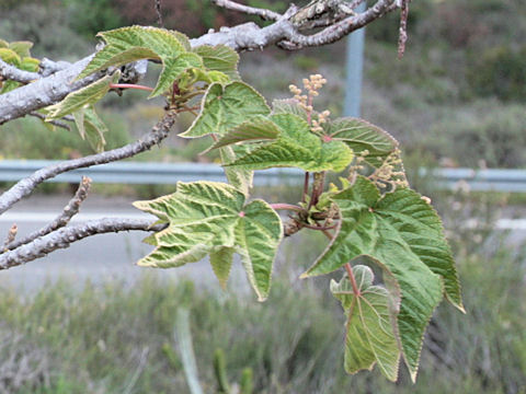 Acer velutinum