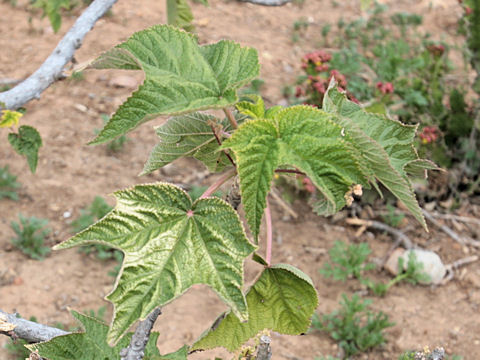 Acer velutinum