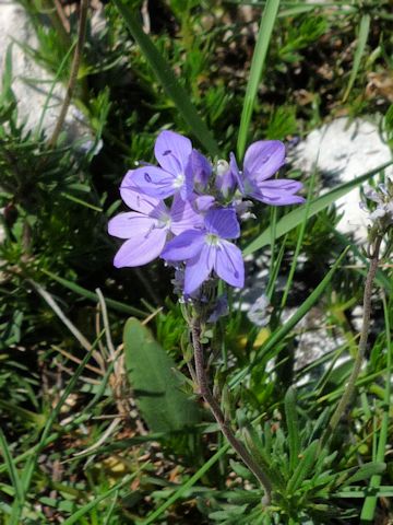 Veronica austriaca