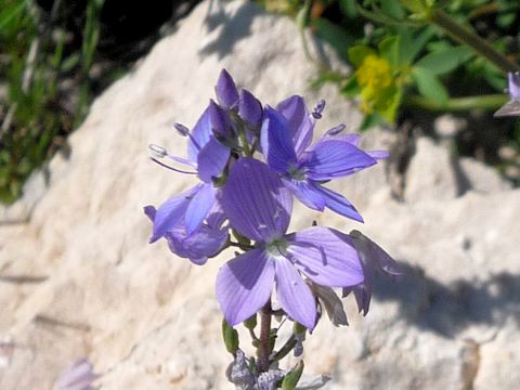 Veronica austriaca