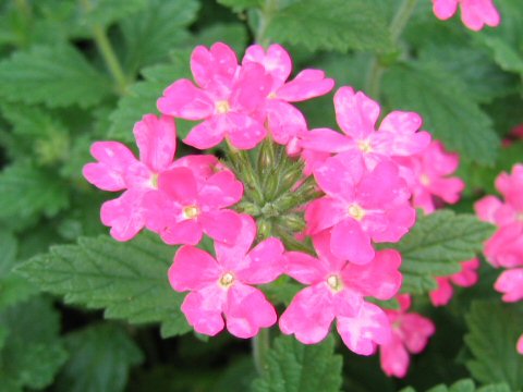 Verbena x hybrida