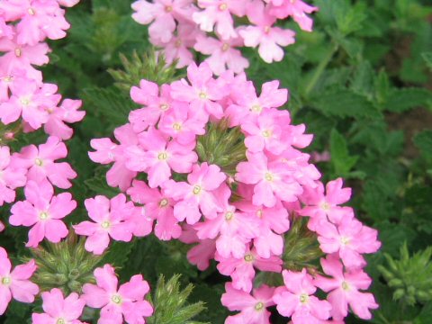 Verbena x hybrida