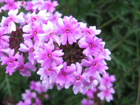 Verbena x hybrida