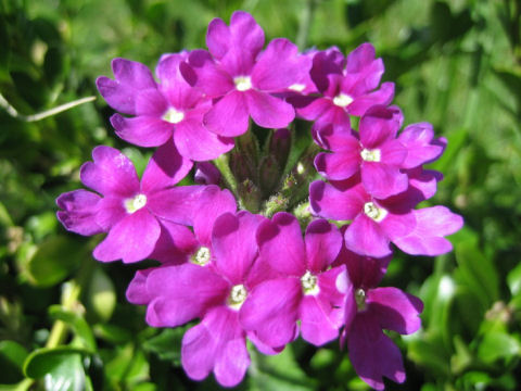 Verbena x hybrida