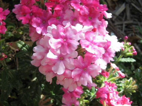 Verbena x hybrida