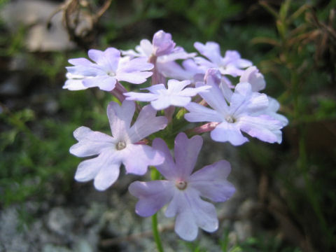 Verbena x hybrida