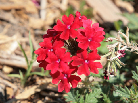 Verbena x hybrida