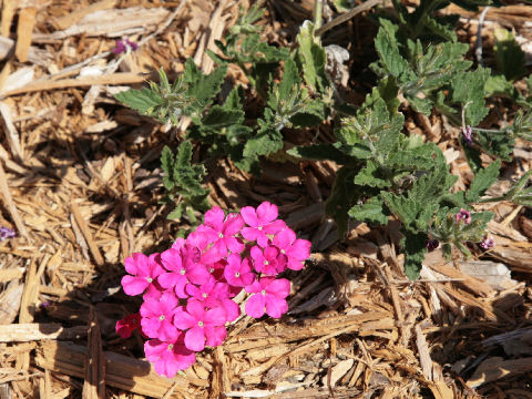 Verbena x hybrida