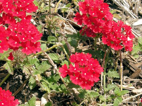 Verbena x hybrida