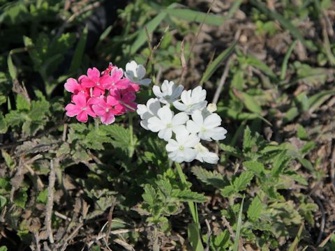 Verbena x hybrida