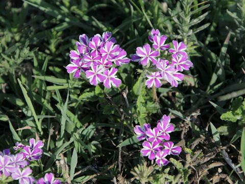 Verbena x hybrida