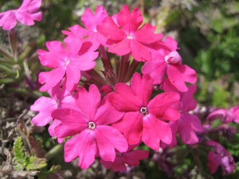 Verbena x hybrida