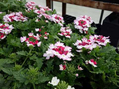 Verbena x hybrida 'Lanai Twister Red'