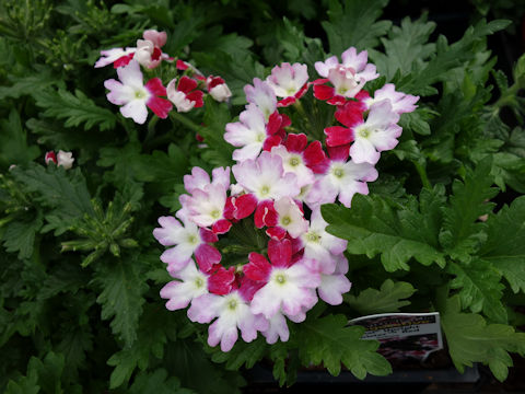 Verbena x hybrida 'Lanai Twister Red'