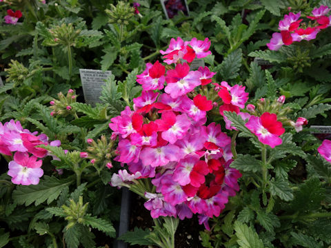 Verbena x hybrida