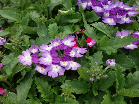 Verbena x hybrida