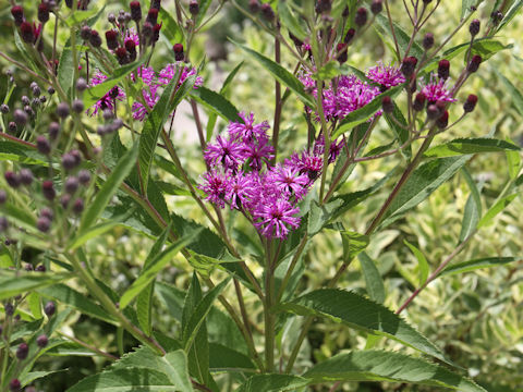 Vernonia fasciculata