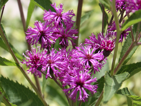 Vernonia fasciculata