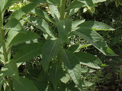 Vernonia fasciculata