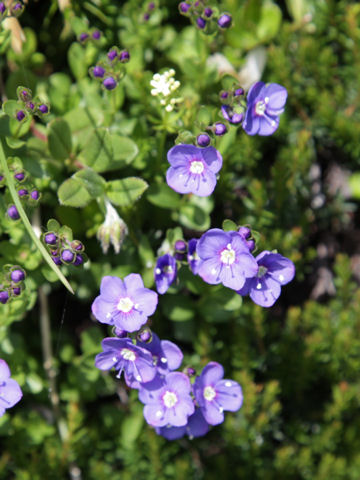 Veronica fruticans