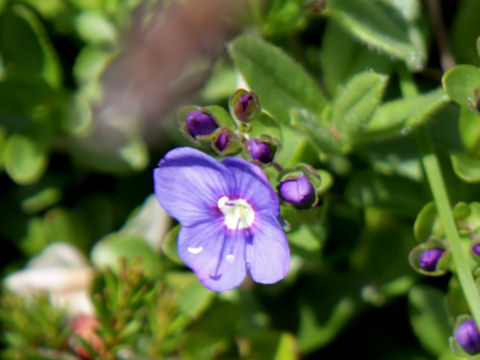 Veronica fruticans