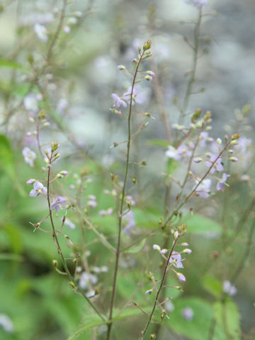 Veronica fruticulosa