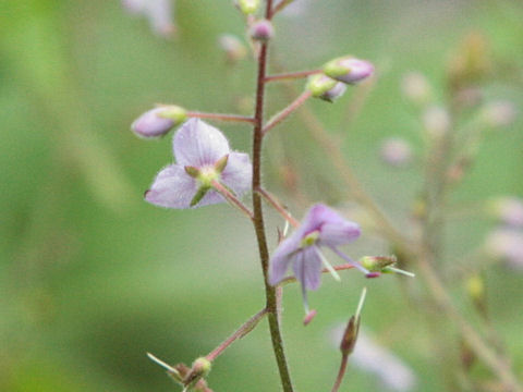 Veronica fruticulosa