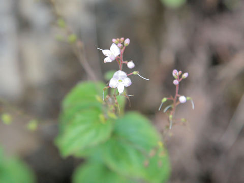 Veronica fruticulosa