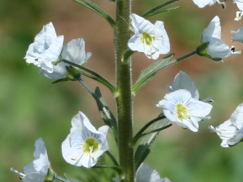 Veronica gentianoides