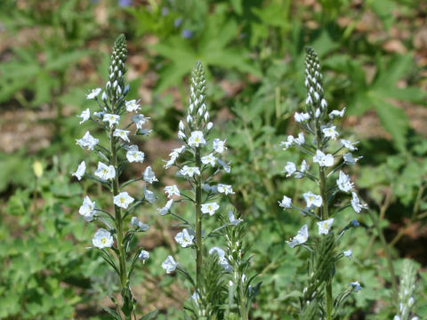 Veronica gentianoides