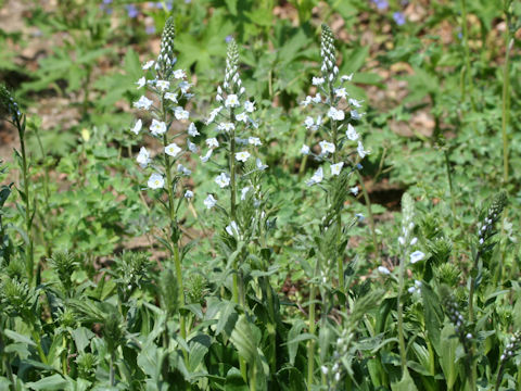 Veronica gentianoides