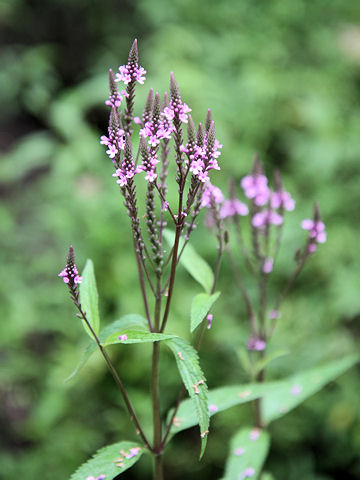 Verbena hastata