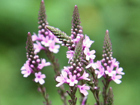 Verbena hastata