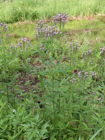 Verbena hastata