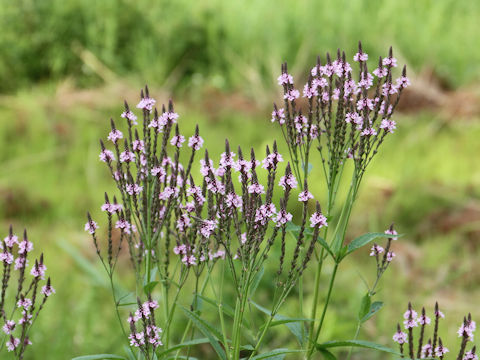 Verbena hastata