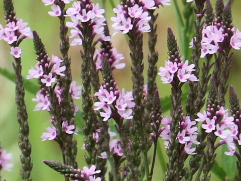 Verbena hastata