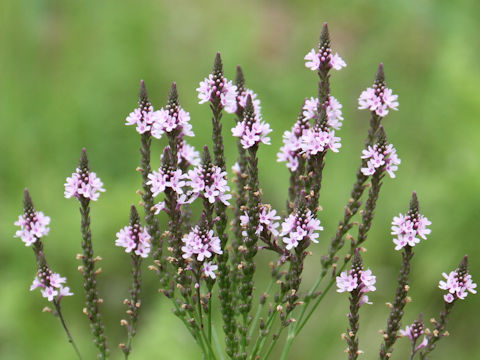 Verbena hastata