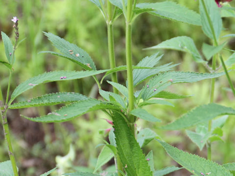 Verbena hastata