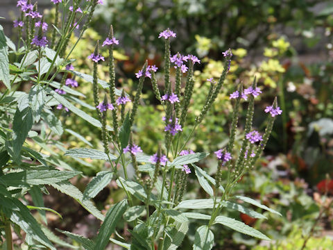 Verbena hastata