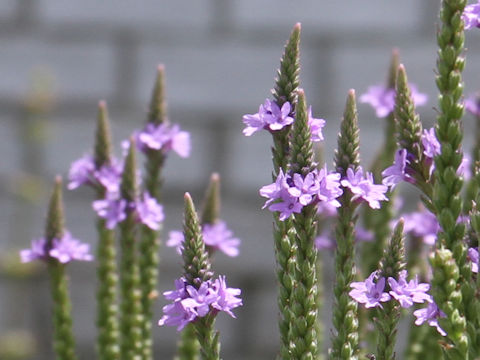 Verbena hastata